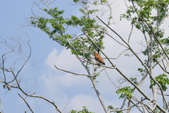 Busarellus nigricollis