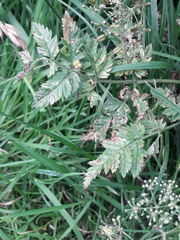 Anthriscus sylvestris