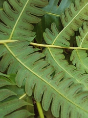 Cyathea horrida