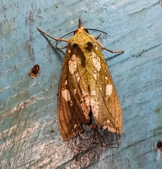 Eudocima hypermnestra