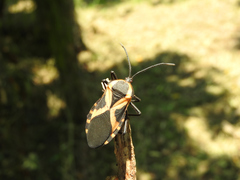 Sephina vinula