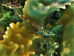 Helcogramma decurrens