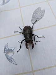 Lucanus cervus