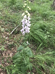 Digitalis purpurea