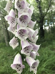 Digitalis purpurea