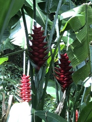 Heliconia caribaea