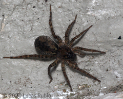 Paratrochosina amica