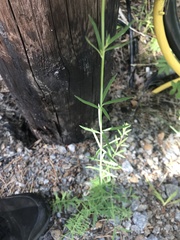 Linaria repens