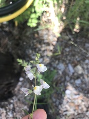 Linaria repens