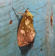 Eudocima hypermnestra