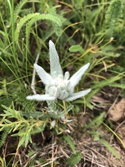 Leontopodium ochroleucum