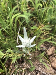 Leontopodium ochroleucum