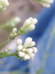 Asperula tephrocarpa