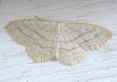 Scopula quinquelinearia