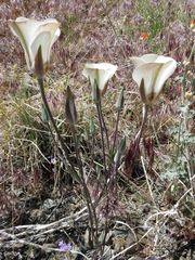 Calochortus bruneaunis