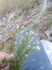 Asperula tephrocarpa