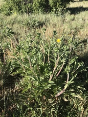 Potentilla ambigens