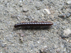Strongylosoma