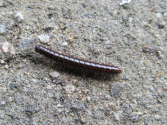 Strongylosoma