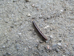 Strongylosoma