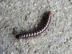 Strongylosoma