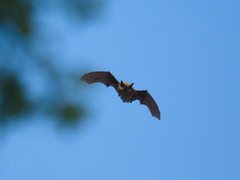 Myotis sibiricus