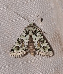 Lacinipolia consimilis