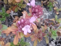 Thymus bashkiriensis
