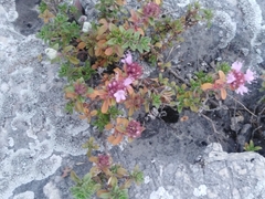 Thymus bashkiriensis