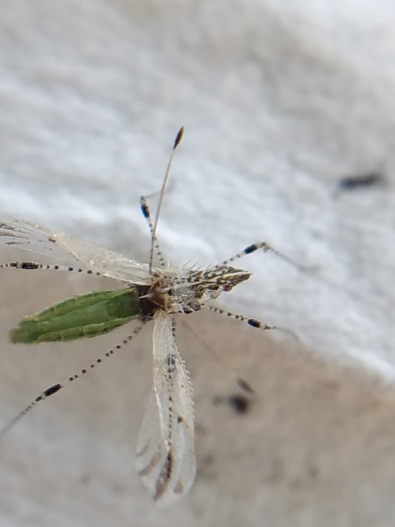 Hoplinus echinatus