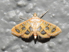 Pseudopyrausta marginalis