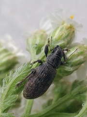 Brachyderes incanus