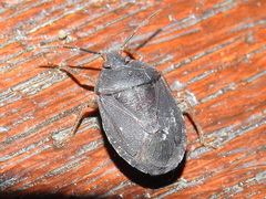 Alloeogyna brunnea