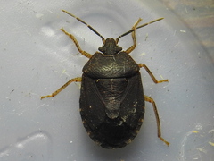 Alloeogyna brunnea