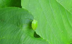 Chinavia marginata