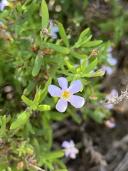 Chaenostoma hispidum