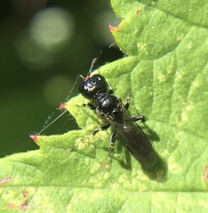 Crossocerus