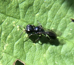 Crossocerus