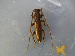 Geropa concolor
