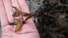 Fucus spiralis
