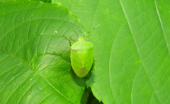 Chinavia marginata