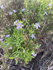 Chaenostoma hispidum