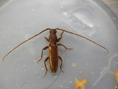 Geropa concolor