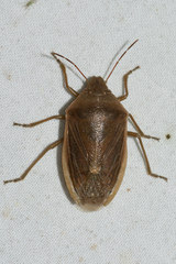 Chlorochroa senilis