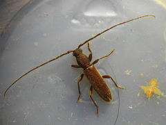 Geropa concolor