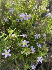 Chaenostoma hispidum