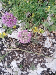 Allium cretaceum
