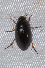 Tropisternus quadristriatus