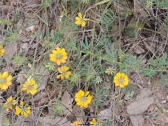 Hippocrepis scabra