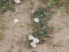 Convolvulus lineatus